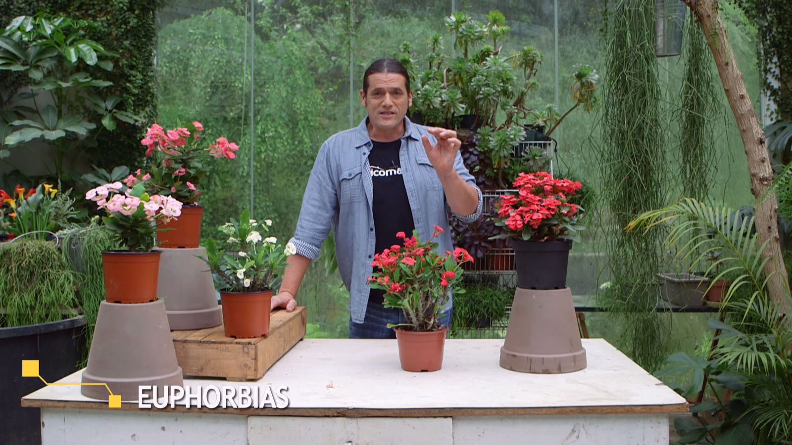 brico 952 3 euphorbia mii inicio brico 952 3 euphorbia mii inicio