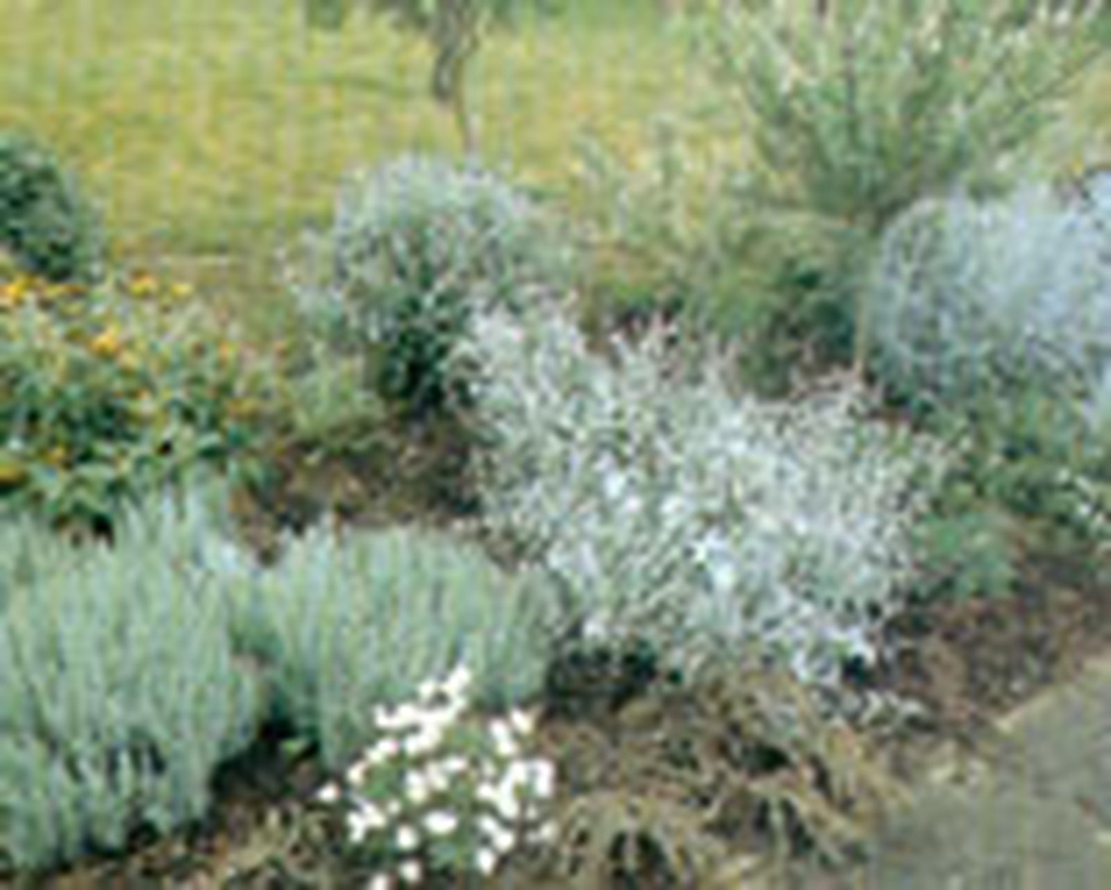 parterre arbustos follaje gris 8 parterre arbustos follaje gris 8