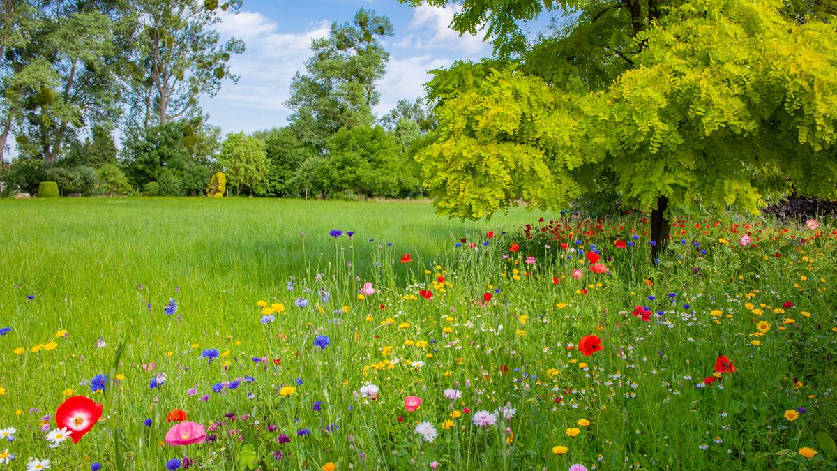 Lo primero es preguntar cuáles son las especies más resistentes y adecuadas para tu clima
