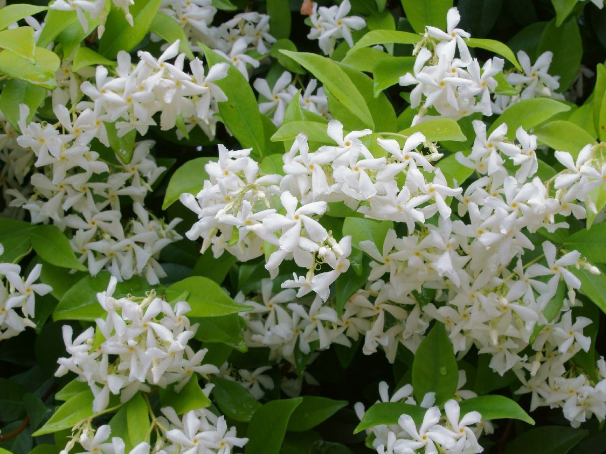 Durante su floración, produce abundantes flores blancas