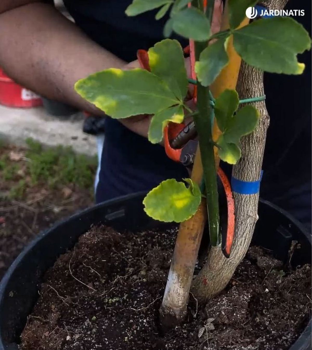 podar chupones de limonero jardinatis 32