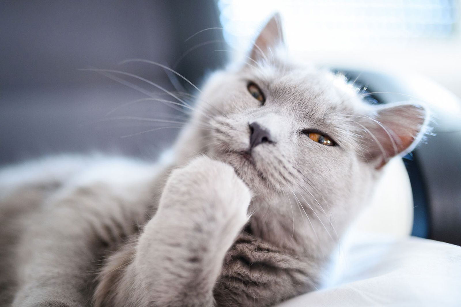 7 cosas que a tu gato no le gustan tocar nariz 7 cosas que a tu gato no le gustan tocar nariz