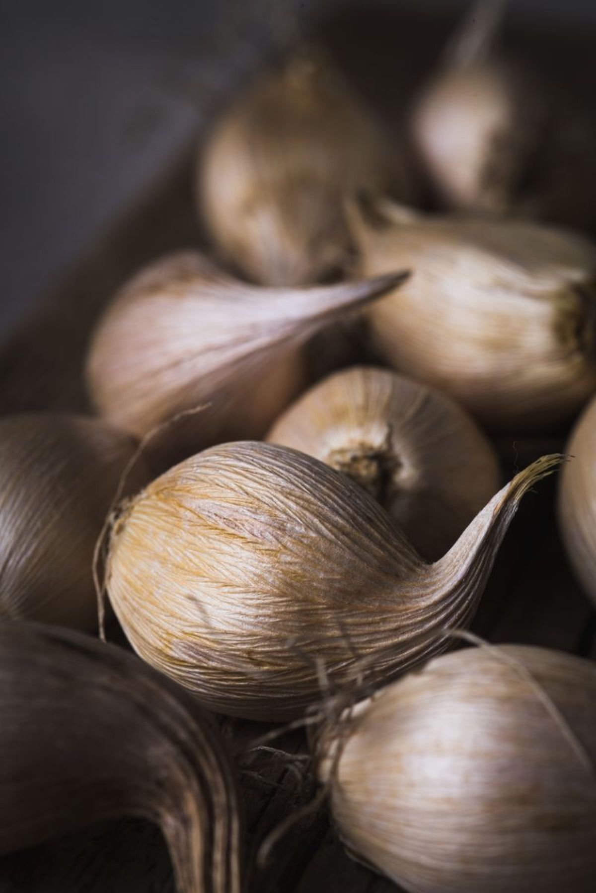 Bulbos de Iris reticulata