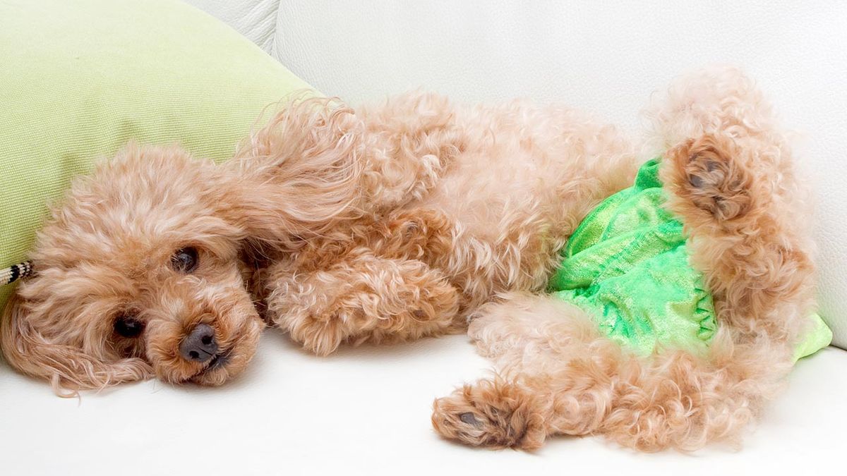 braguitas celo perra 1