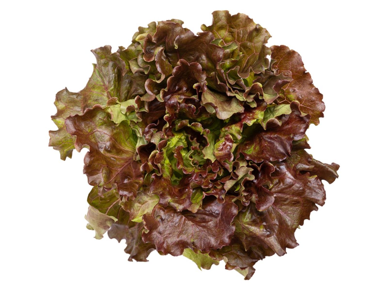 Lechuga maravilla Lechuga maravilla