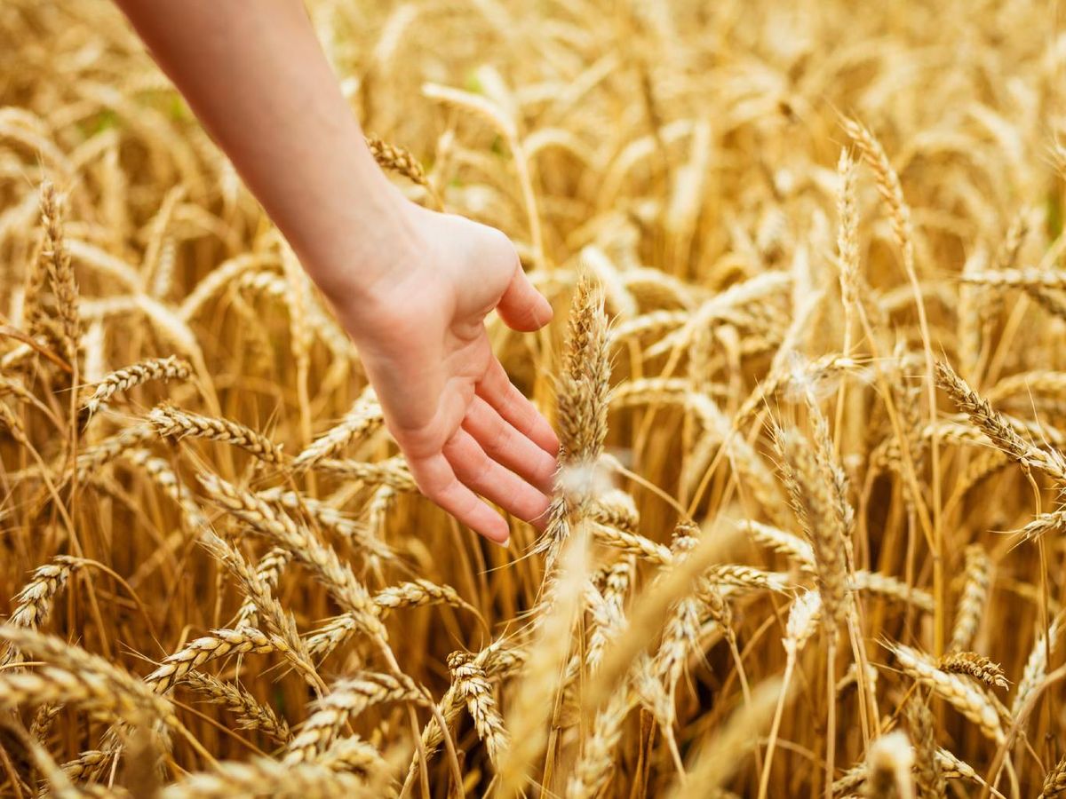 La harina más común en el mundo procede del trigo