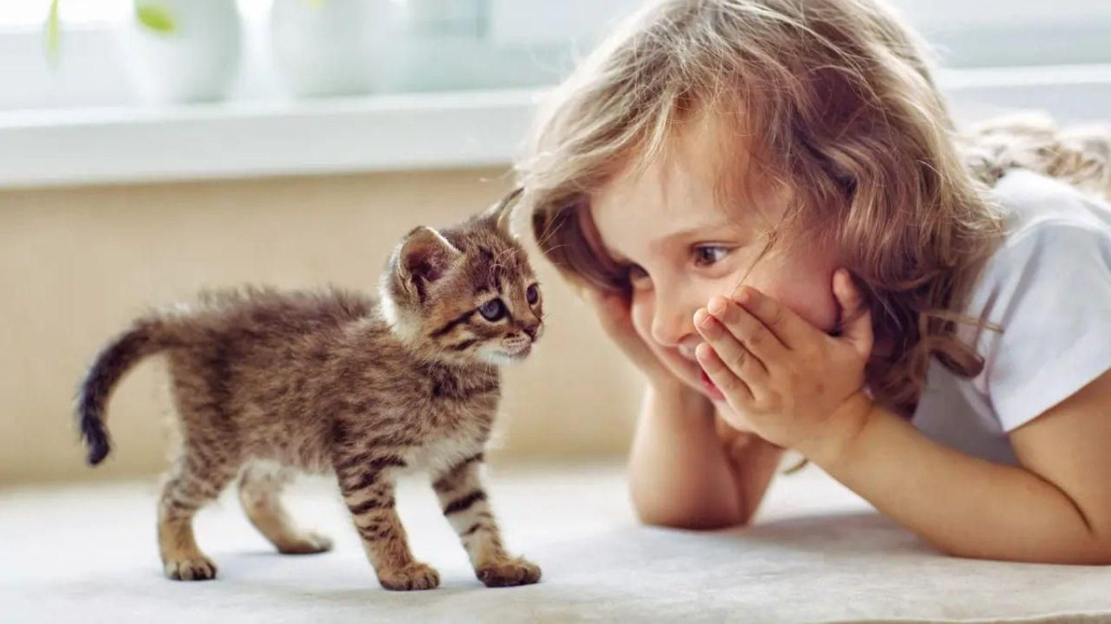 frases de gatos ok