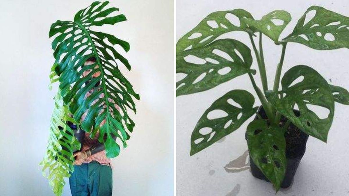 Monstera punctulata Monstera acumiata