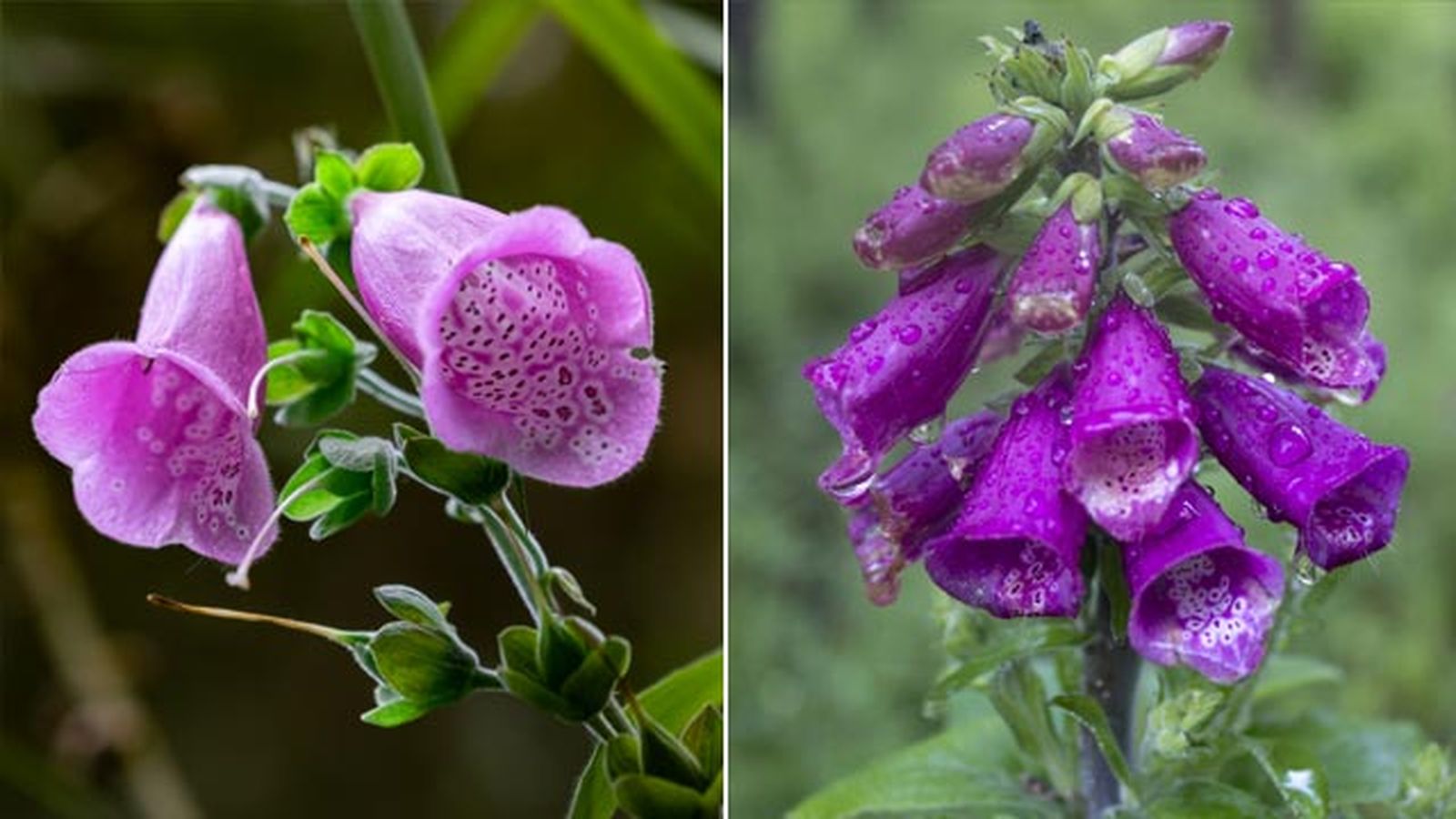 Digitalis purpurea