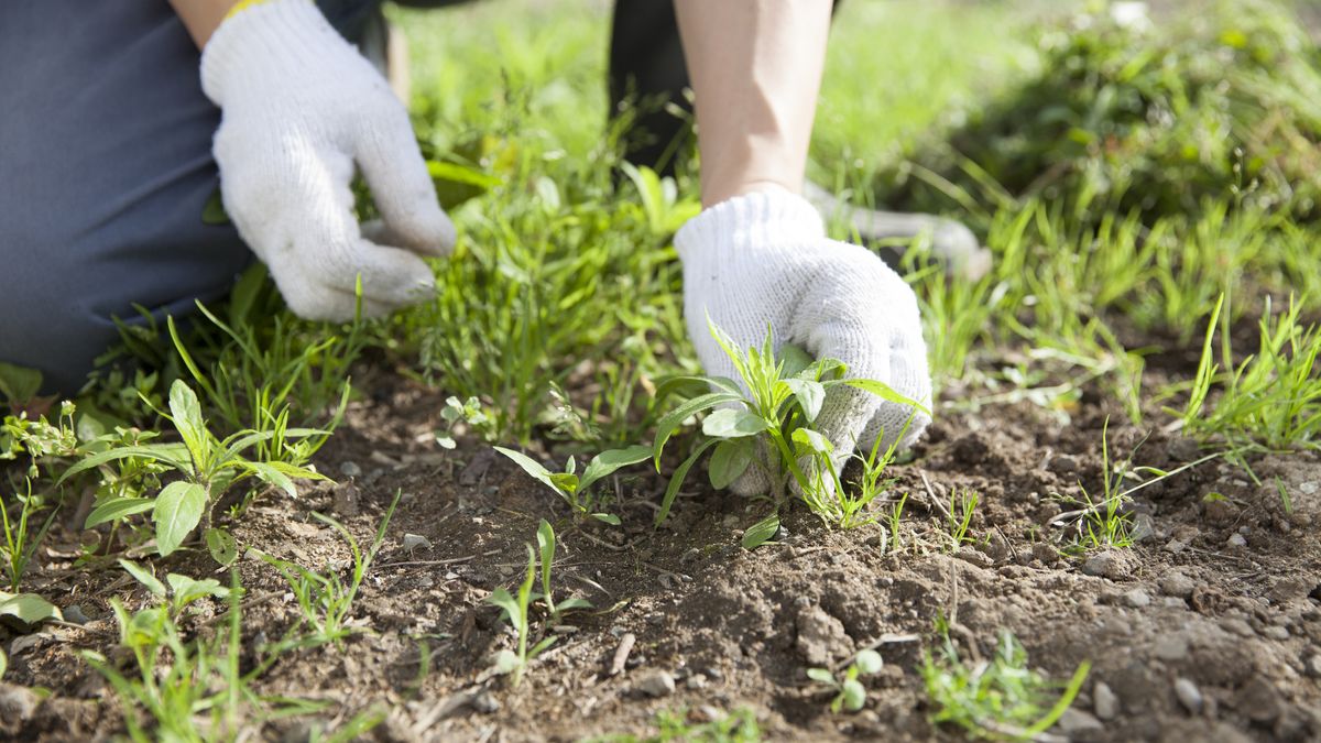 Hay plantas que nos alertan de problemas en el jardín