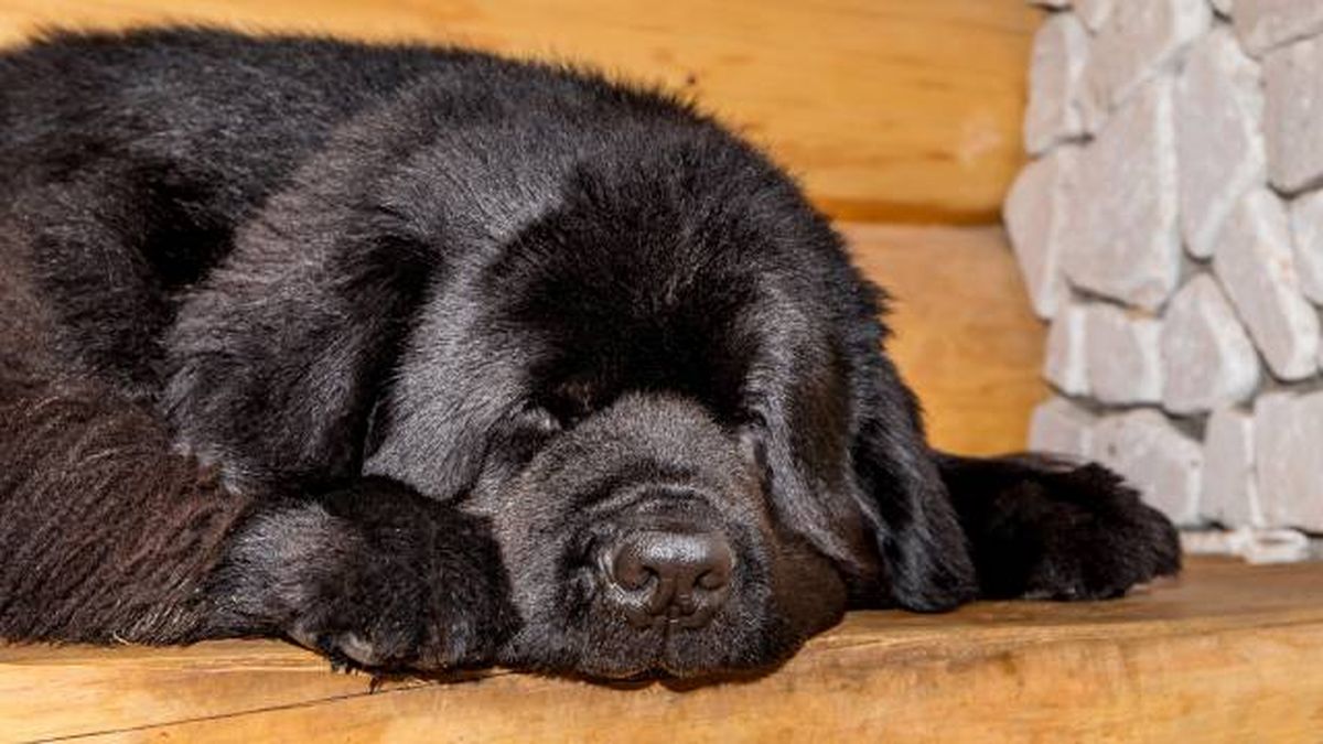 nombres para perros negros raza terranova