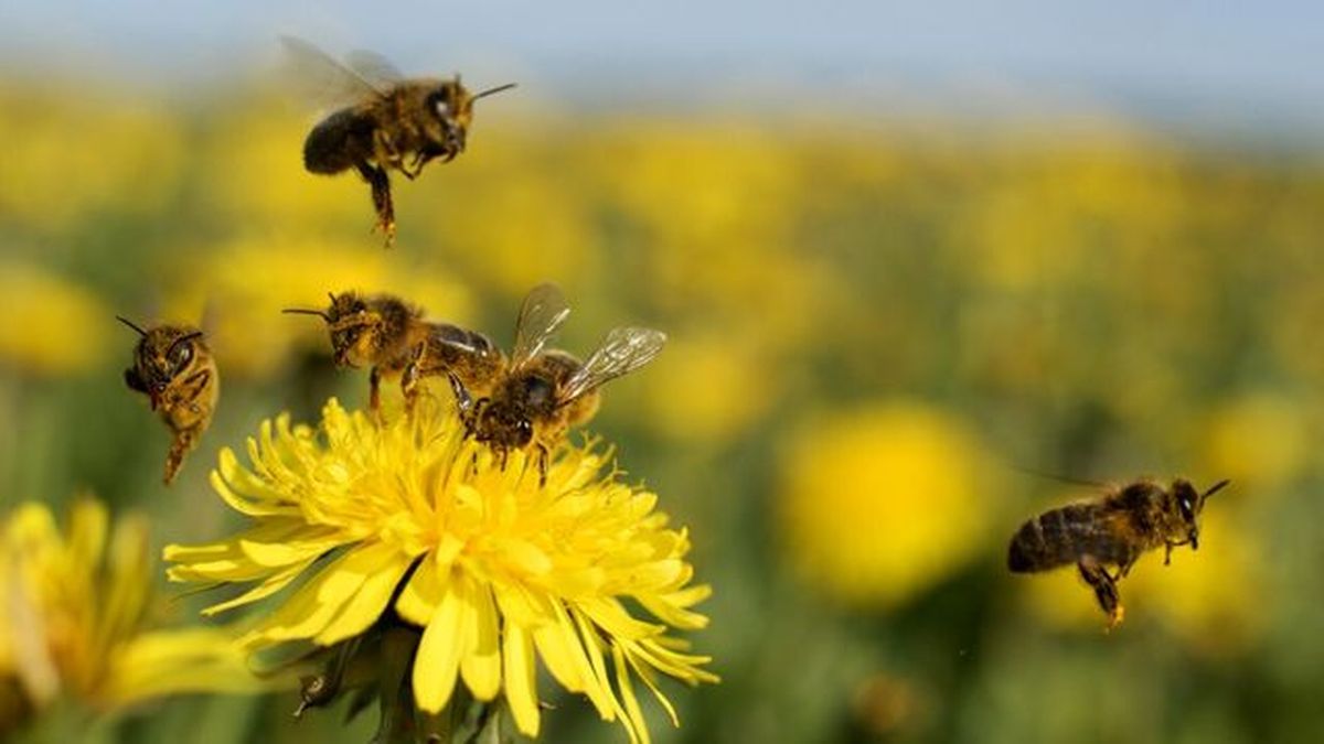 polinizacion de abejas en planta diente de leon