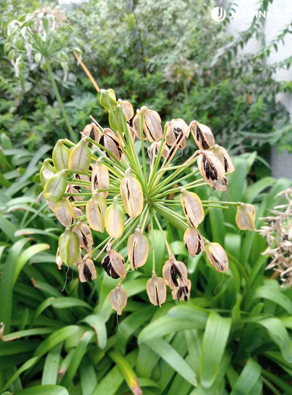 Semillas de Agapanto