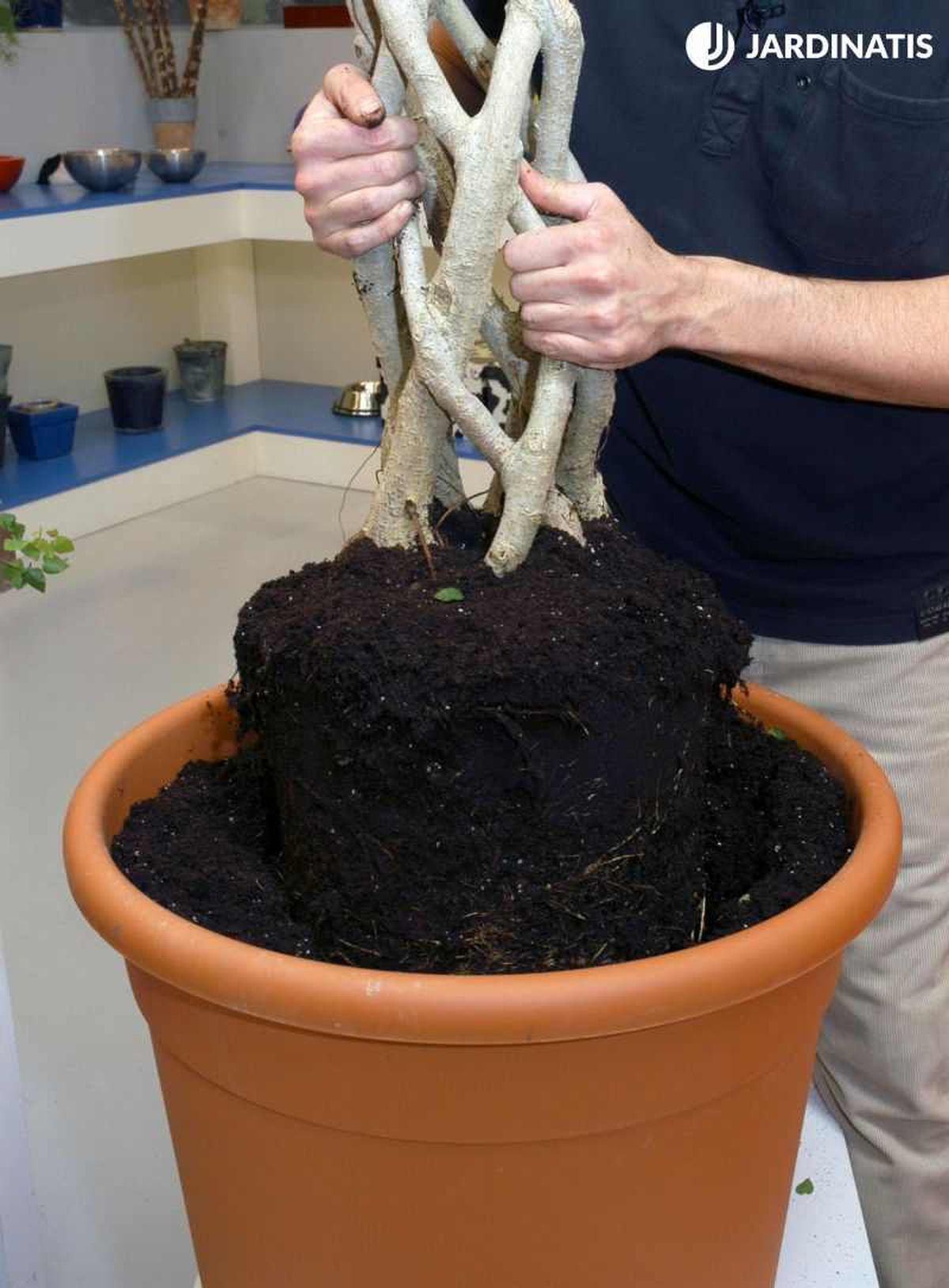 Trasplante del Ficus benjamina