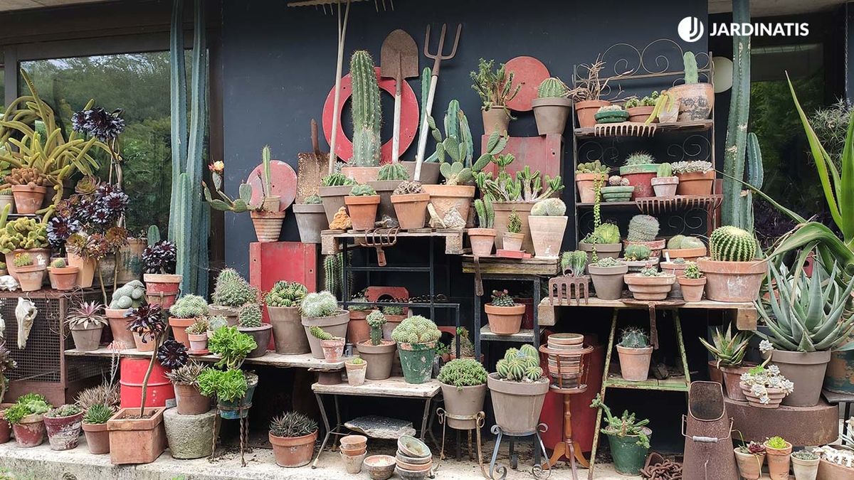 coleccion cactus suculentas de inigo segurola jardinatis