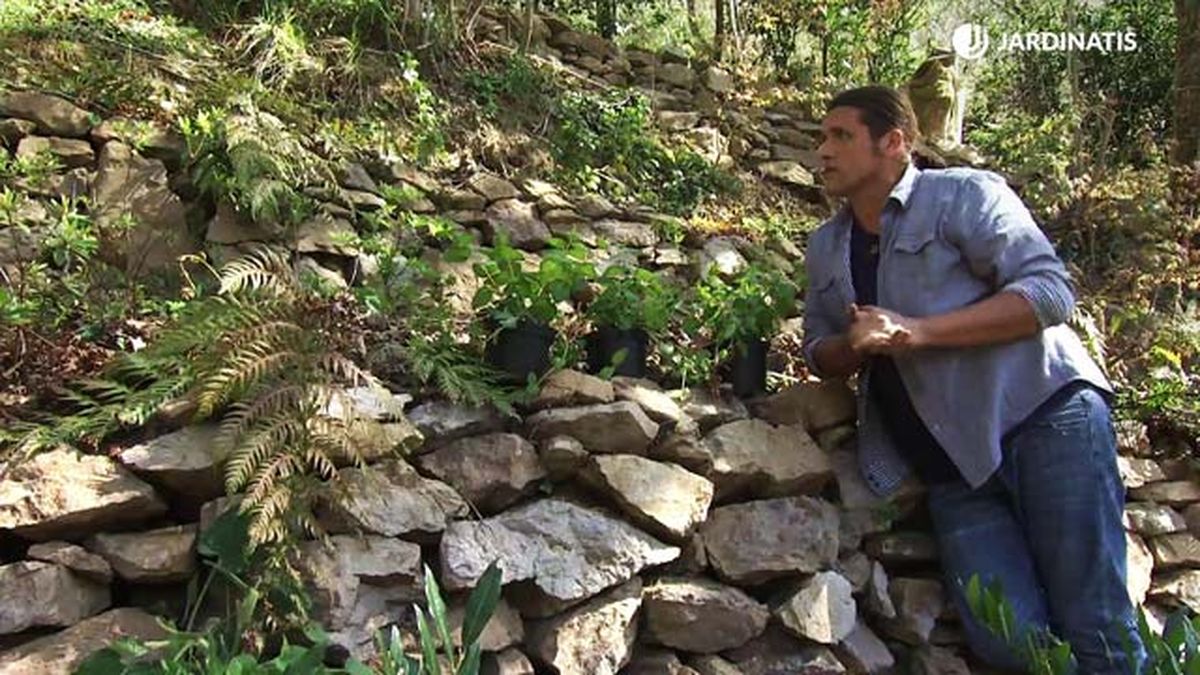 deco 733 jardineria variedades vinca sotobosque