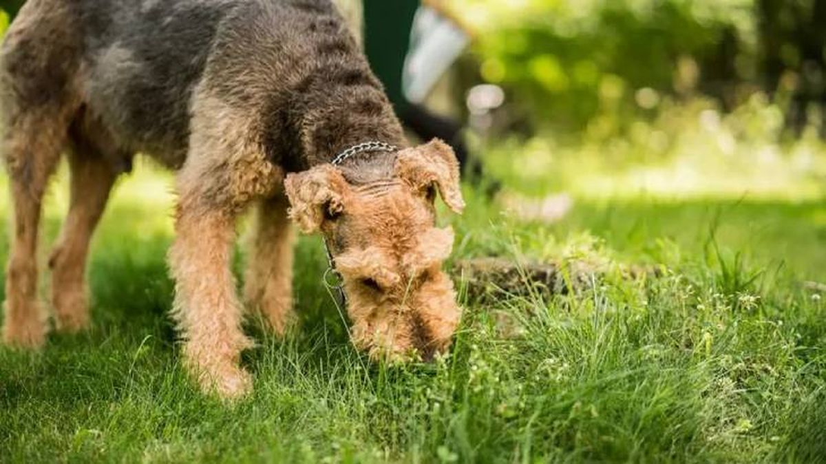 por que los perros comen hierba 4 (1)