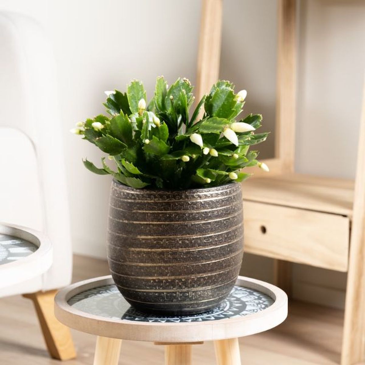 Cactus de Navidad blanco