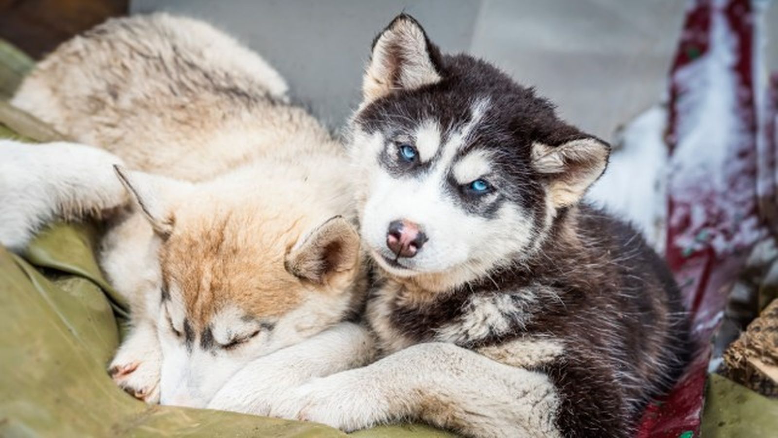 husky siberiano 12 husky siberiano 12
