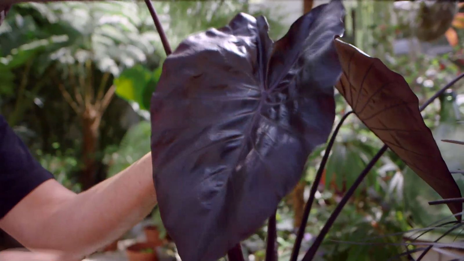 brico 916 3 escudo persa plantas hoja negra alocasia brico 916 3 escudo persa plantas hoja negra alocasia