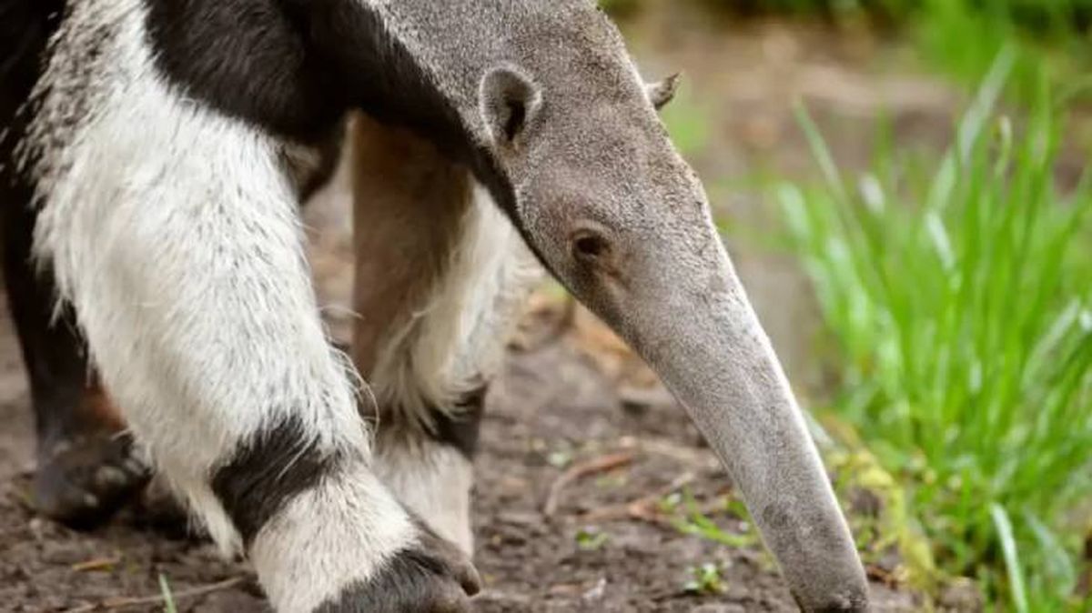 animales que empiezan por o oso hormiguero (1)