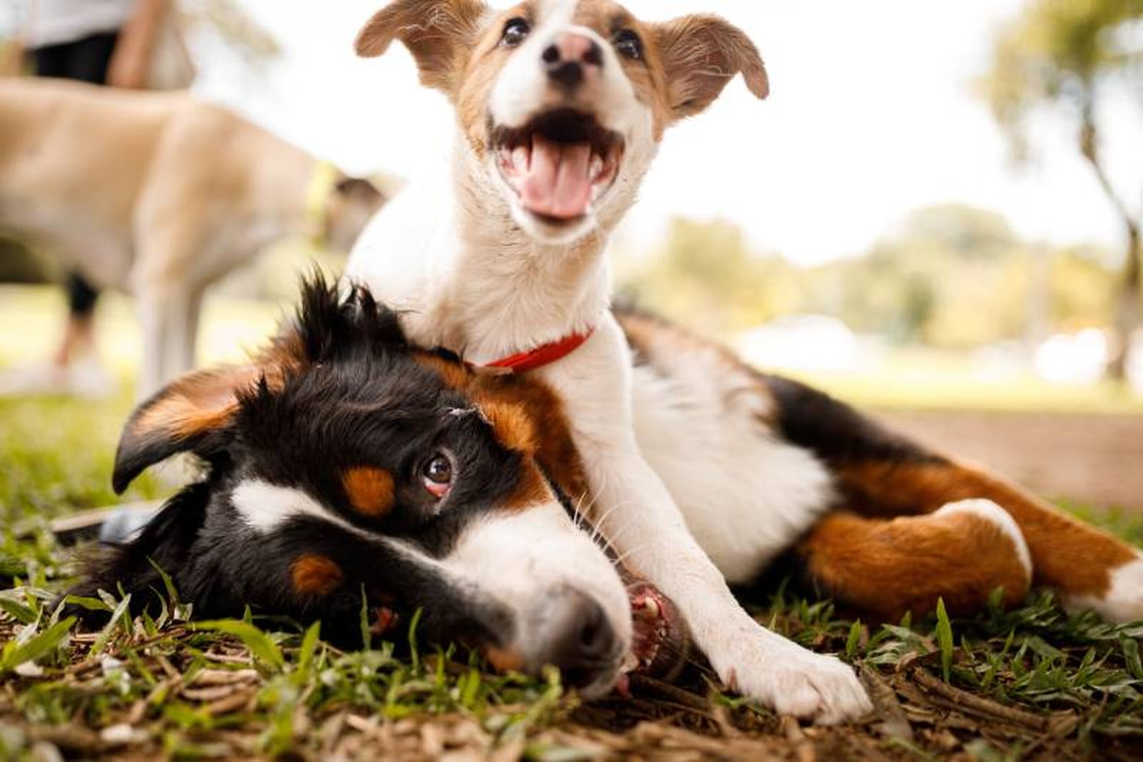 Si te vas de vacaciones recuerda que llevart a tu perro a un hotel canino es una buena opción Si te vas de vacaciones recuerda que llevart a tu perro a un hotel canino es una buena opción