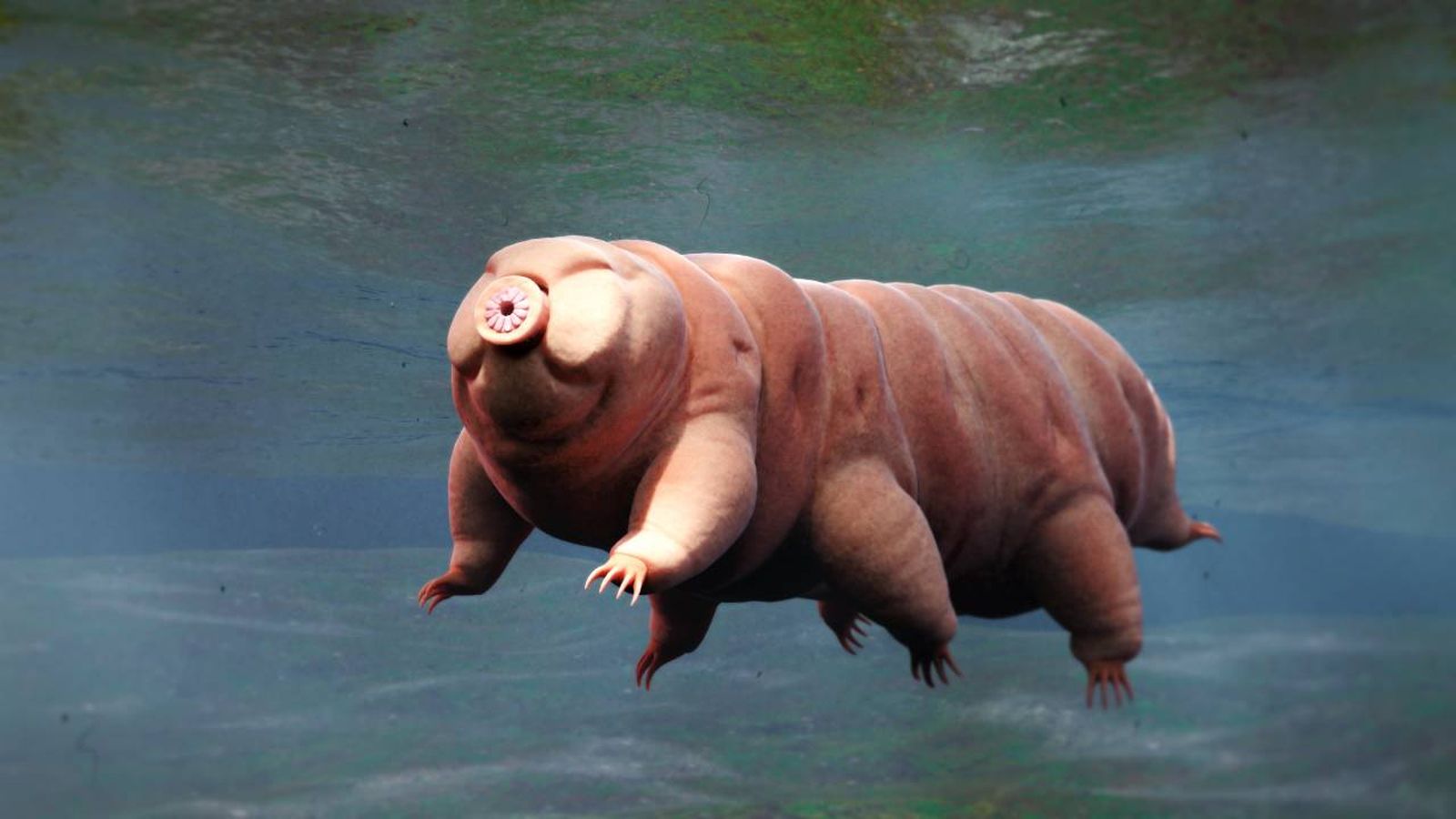 Los tardígrados son unos curiosísimos animales que inicialmente fueron nombrados como osos de agua.