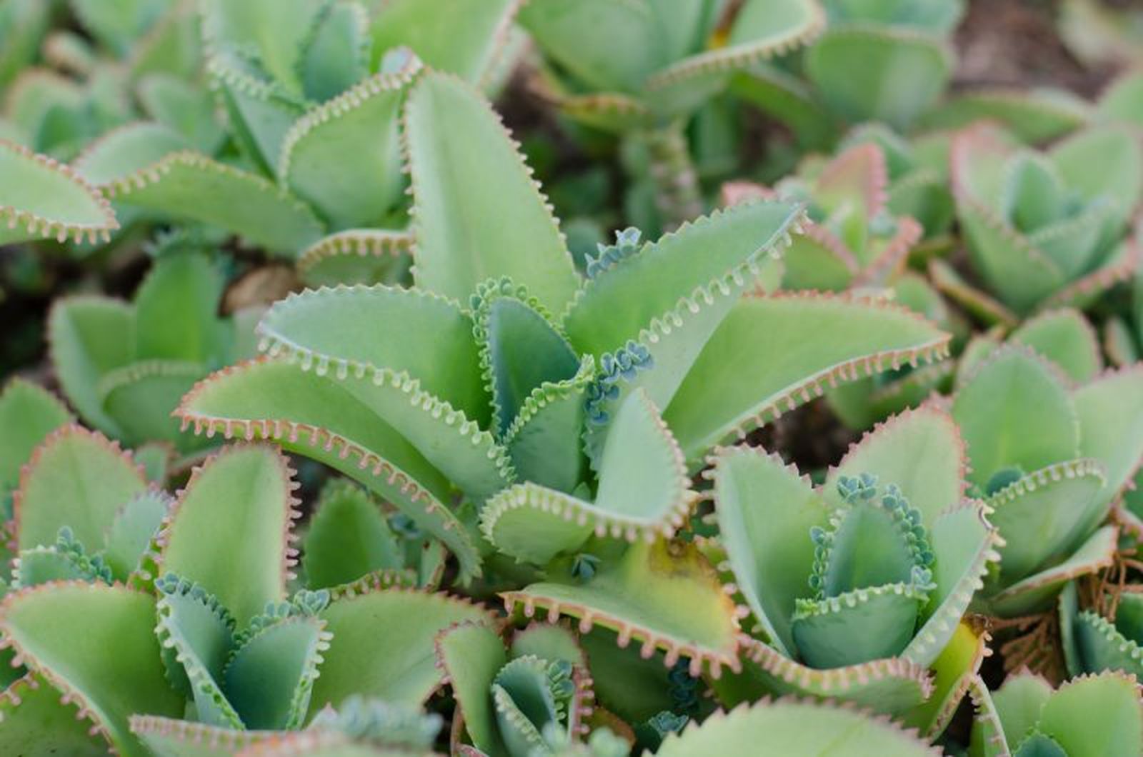 Kalanchoe pinnata. Kalanchoe pinnata.