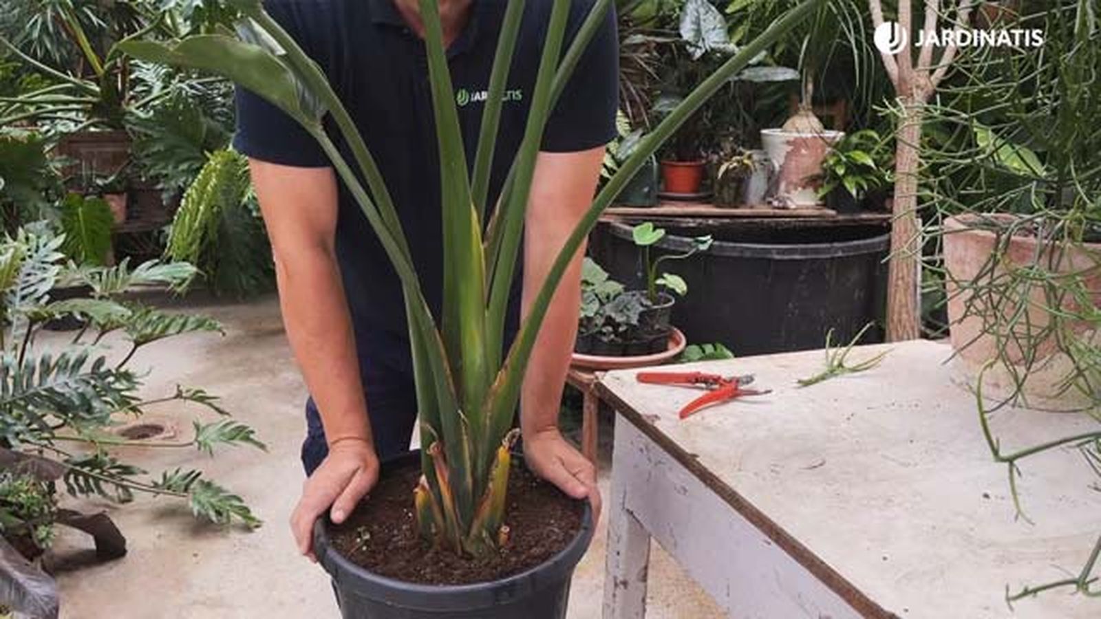 trasplante de la planta Strelitzia Augusta jardinatis trasplante de la planta Strelitzia Augusta jardinatis