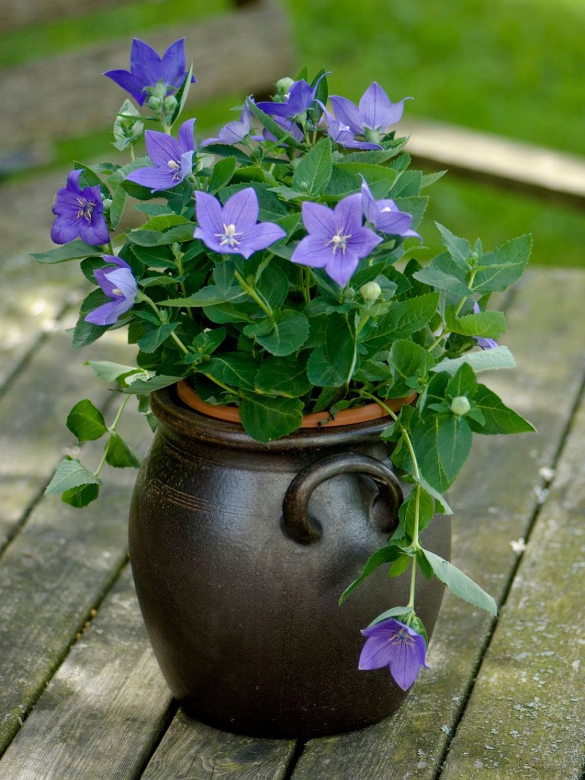 platycodon en maceta