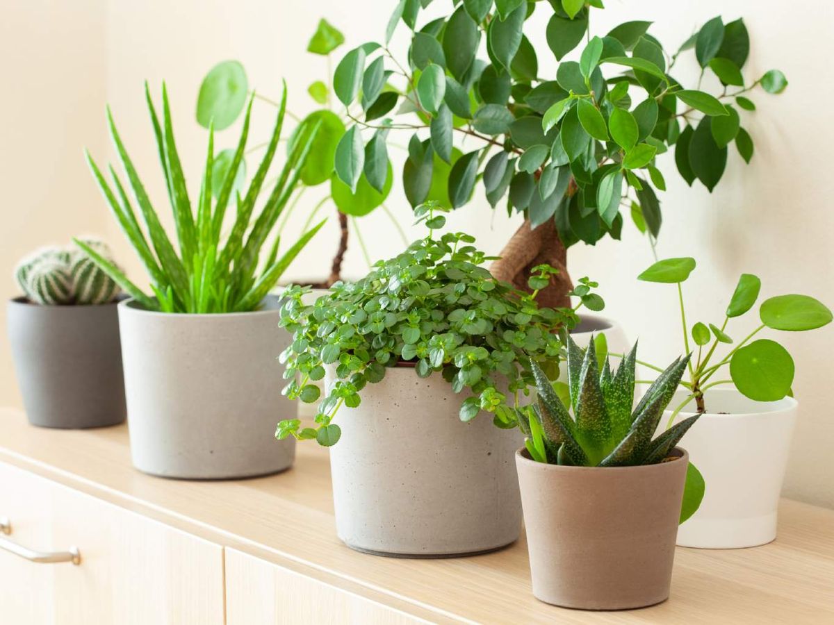 Gasteria junto a otras plantas de interior