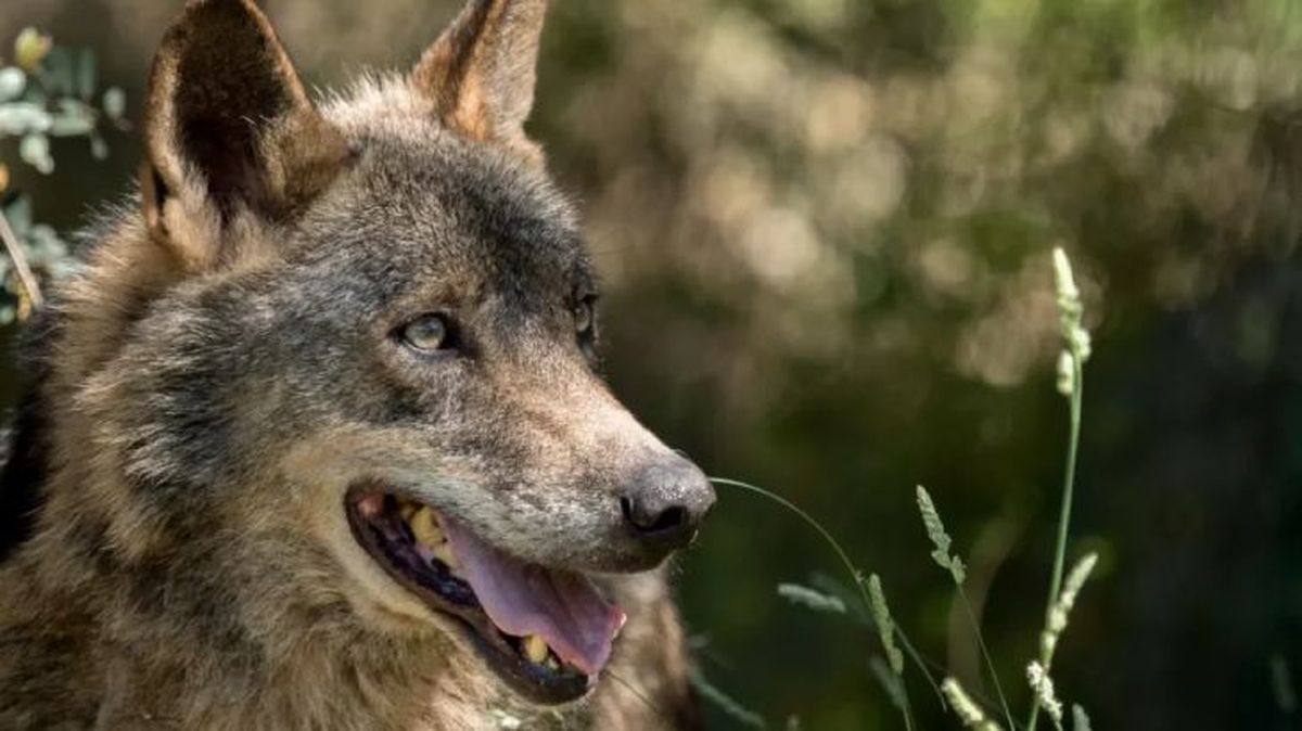 animales en peligro de extincion en espana lobo iberico