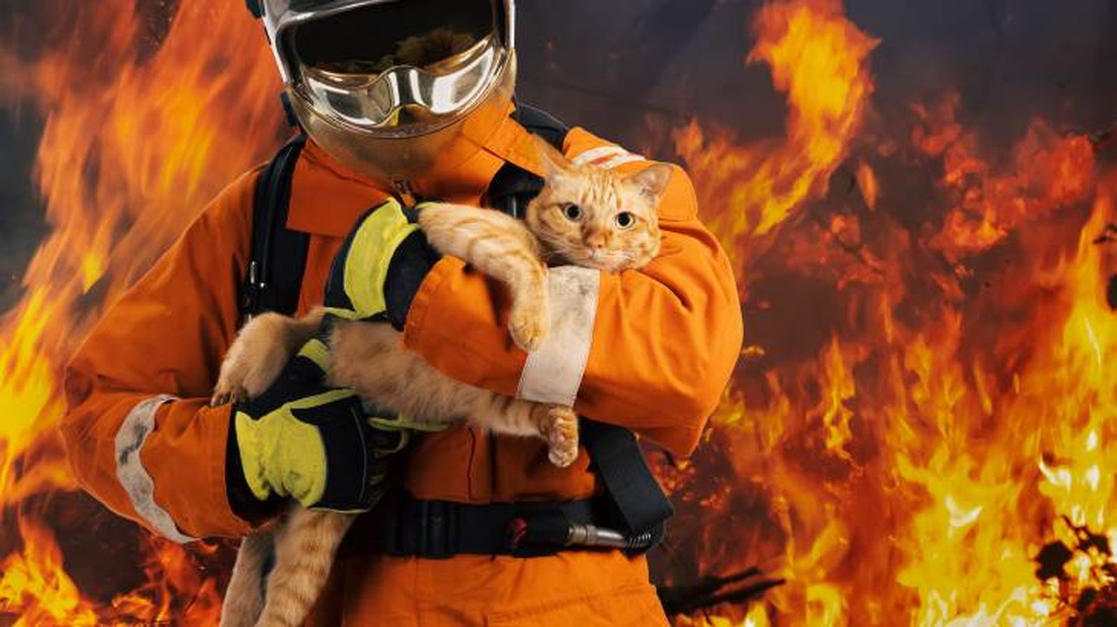 salvar mascota incendio consejos salvar mascota incendio consejos