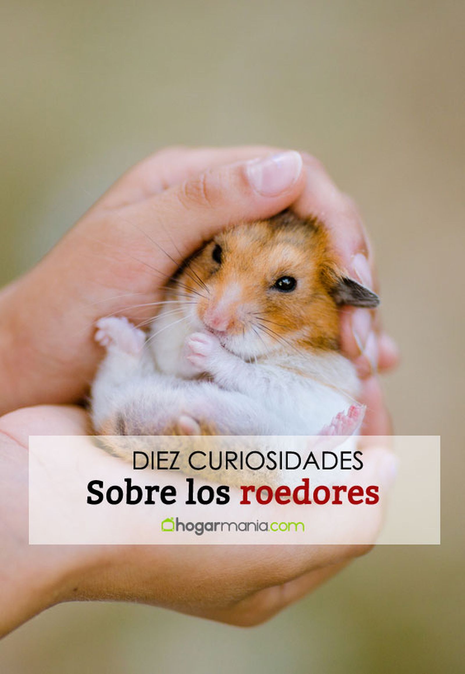 curiosidades roedores pin curiosidades roedores pin