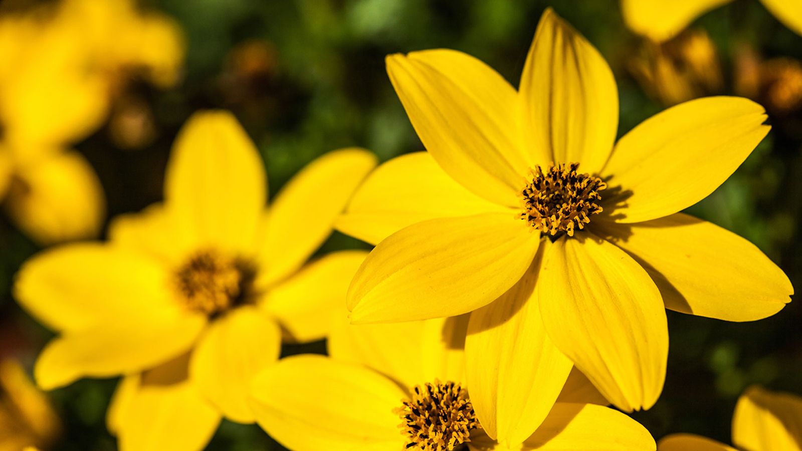Cuidados y variedades de bidens Cuidados y variedades de bidens