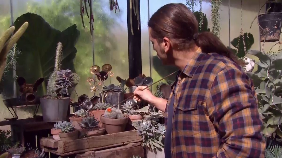 deco 692 cuidados aporocactus decorar cactus flor