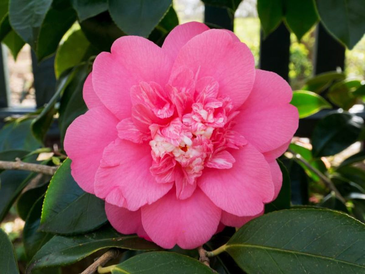 Camelia anémona de flor rosada