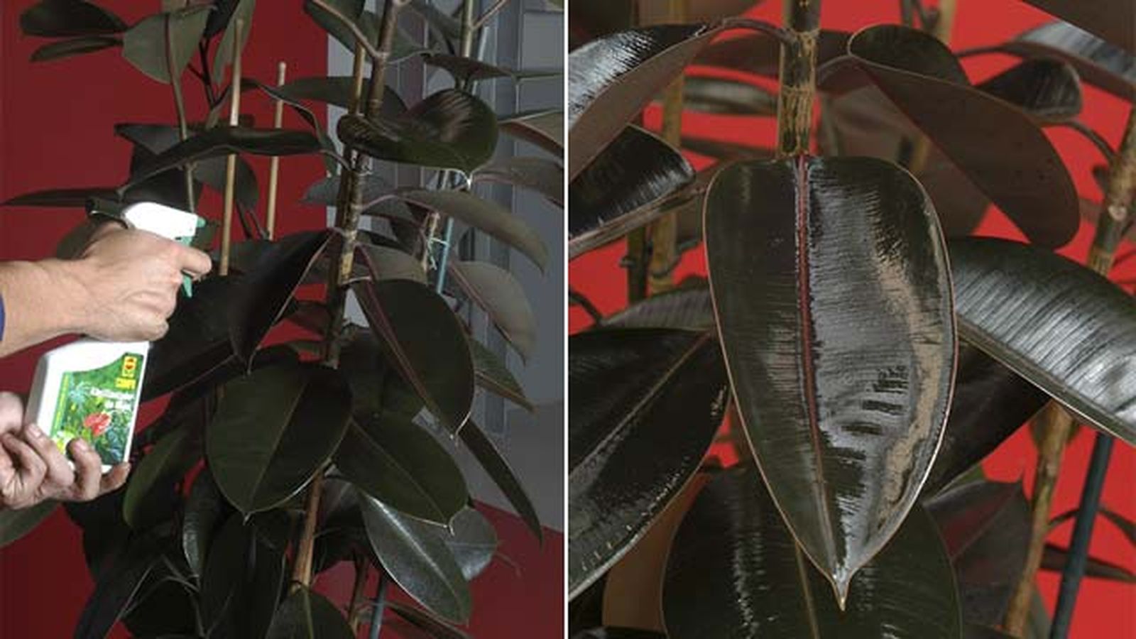 cuidados composicion con Ficus Robusta, Calatheas y Mikanias deco jardin 115 cuidados composicion con Ficus Robusta, Calatheas y Mikanias deco jardin 115