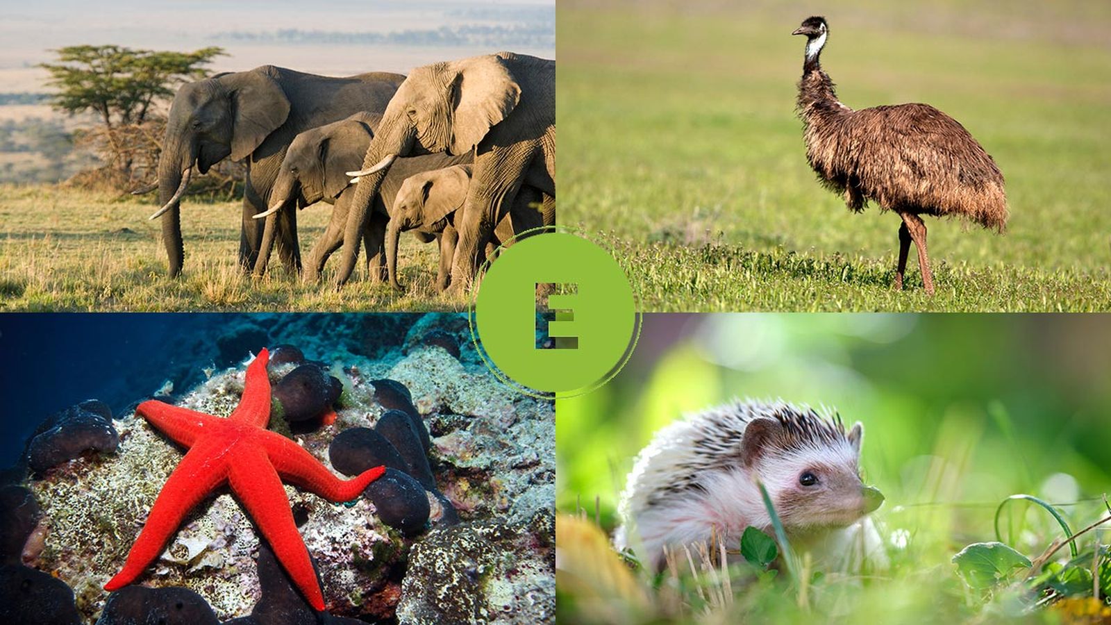 animales que empiezan por e