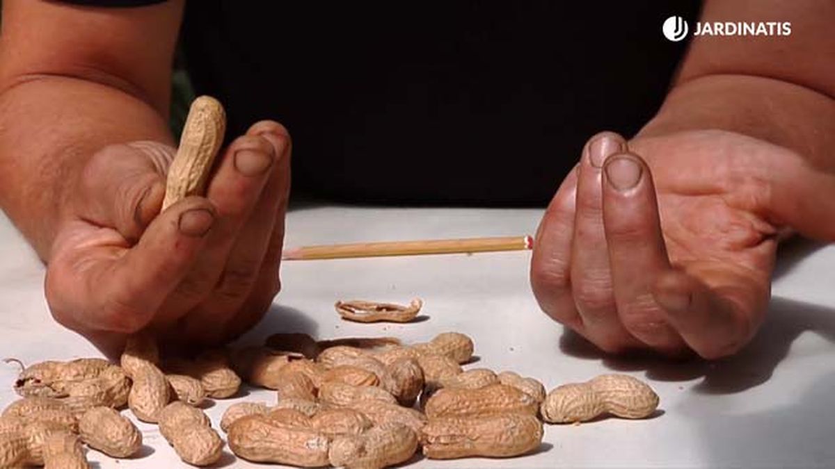 cultivo de la planta del cacahuete brico 845