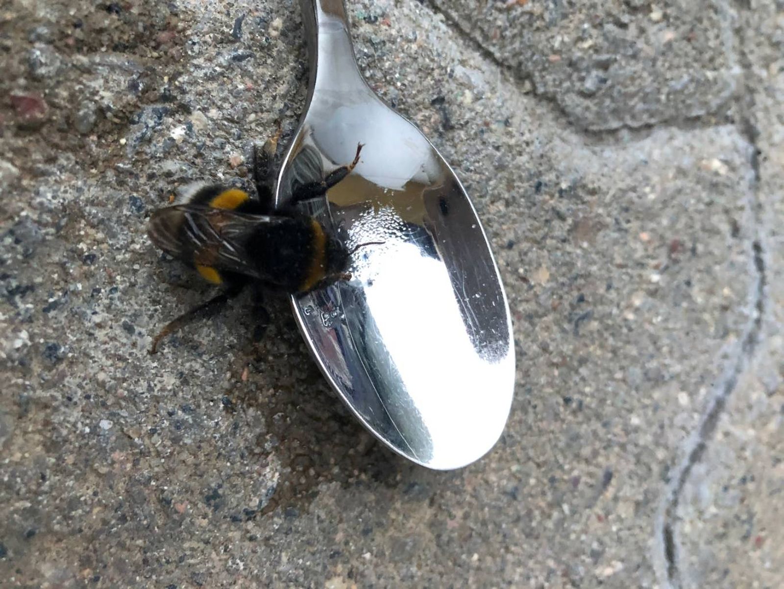Abeja bebiendo agua de una cuchara. Abeja bebiendo agua de una cuchara.