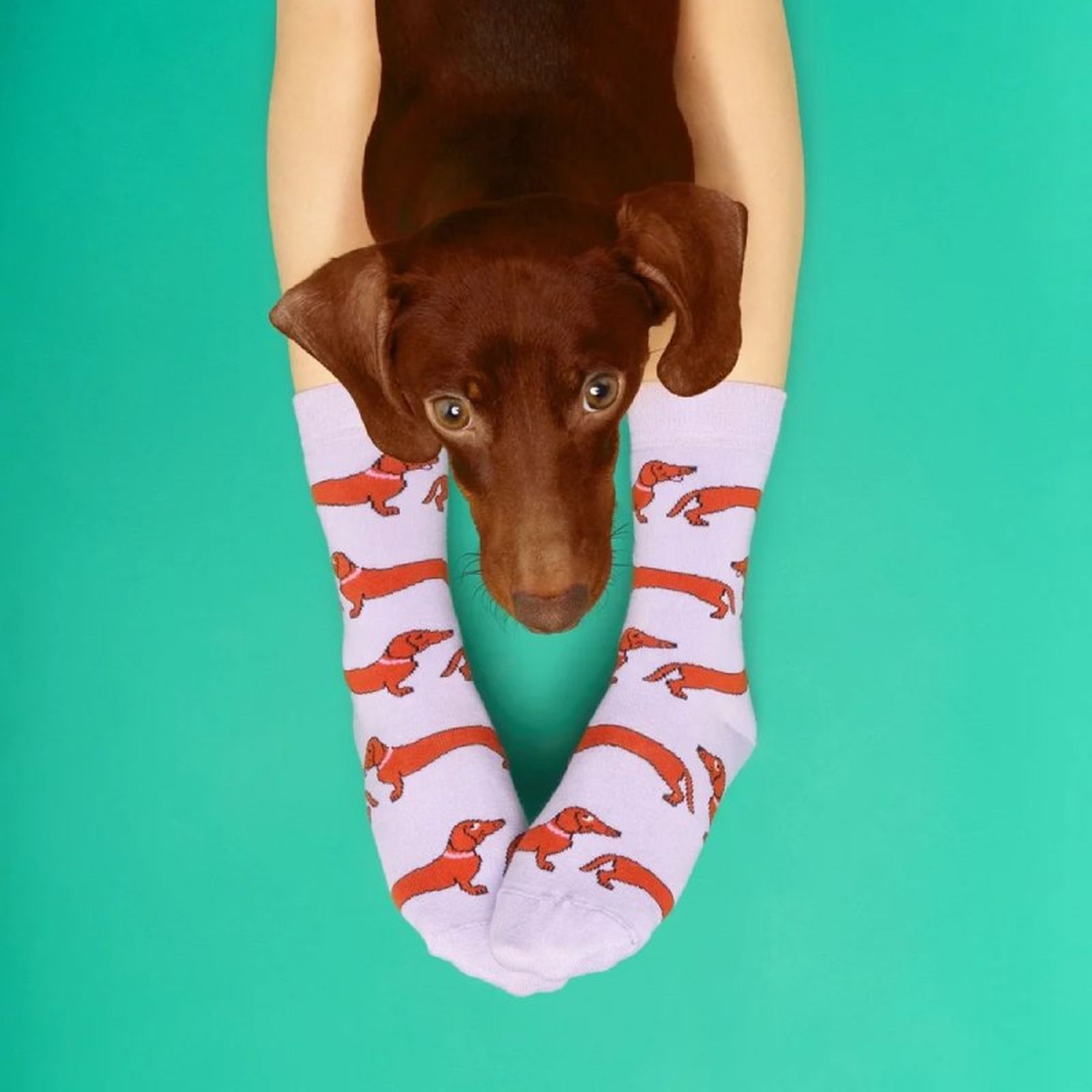 Calcetines con simpáticos perros salchicha Calcetines con simpáticos perros salchicha
