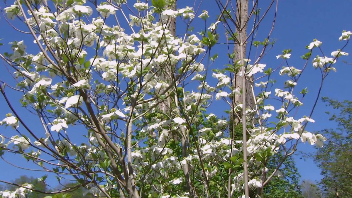 deco 694 cornejo florido caracteristicas