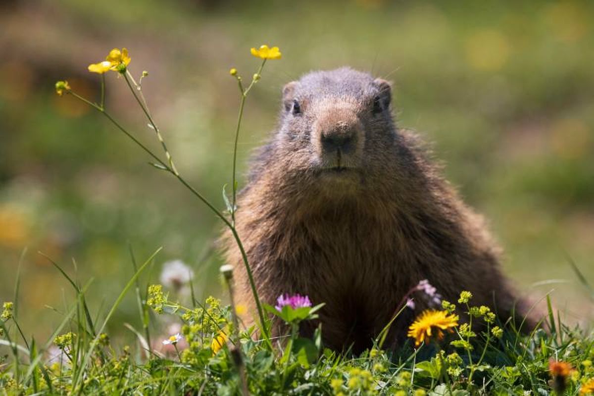 Aunque pertenecen a la misma familia, la marmota y la ardilla tienen diferencias.