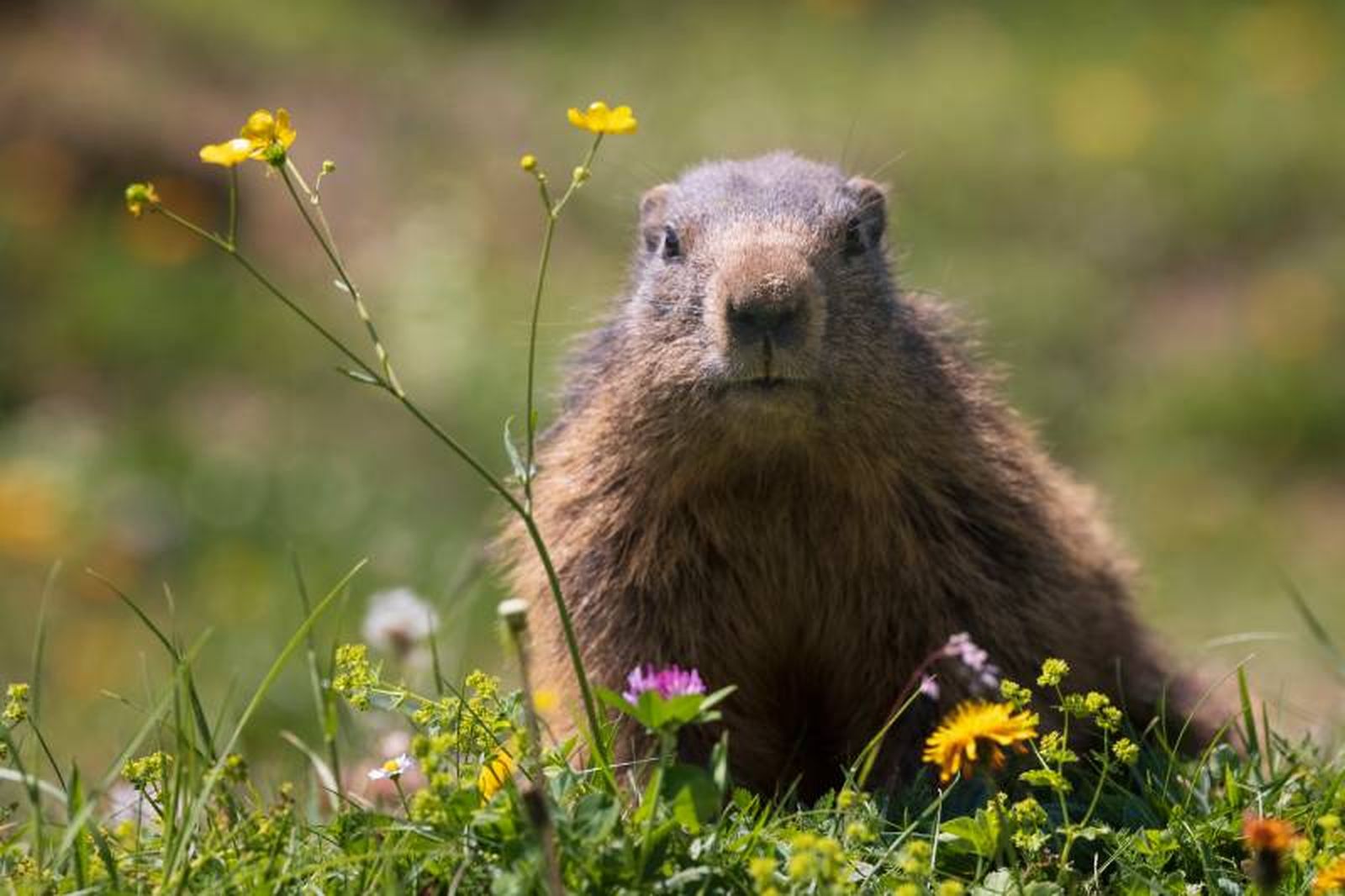 Aunque pertenecen a la misma familia, la marmota y la ardilla tienen diferencias. Aunque pertenecen a la misma familia, la marmota y la ardilla tienen diferencias.