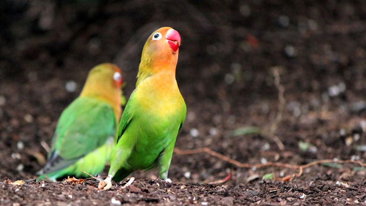 idioma periquitos agapornis 8