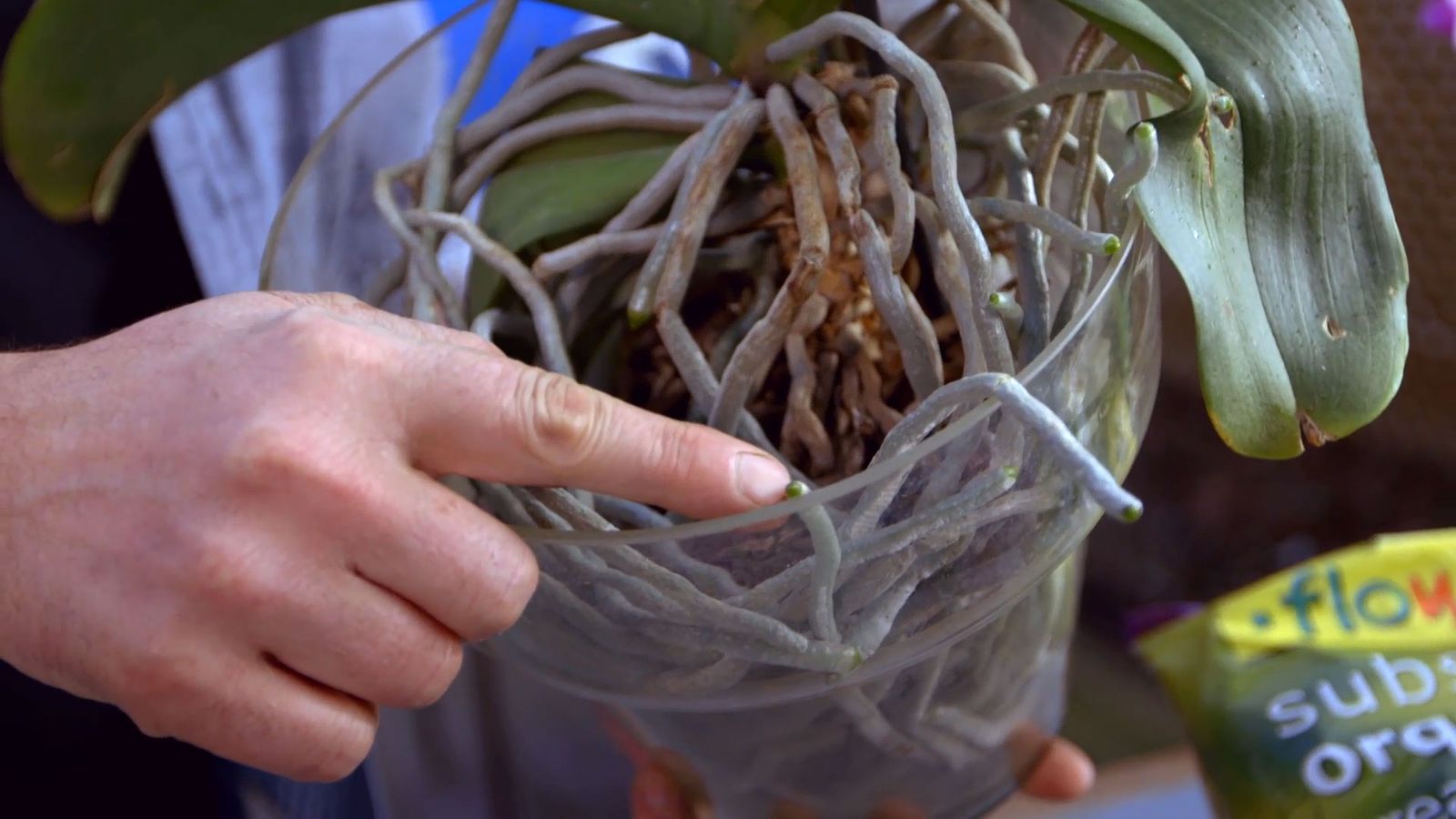 brico 0900 3 como recuperar orquidea raices