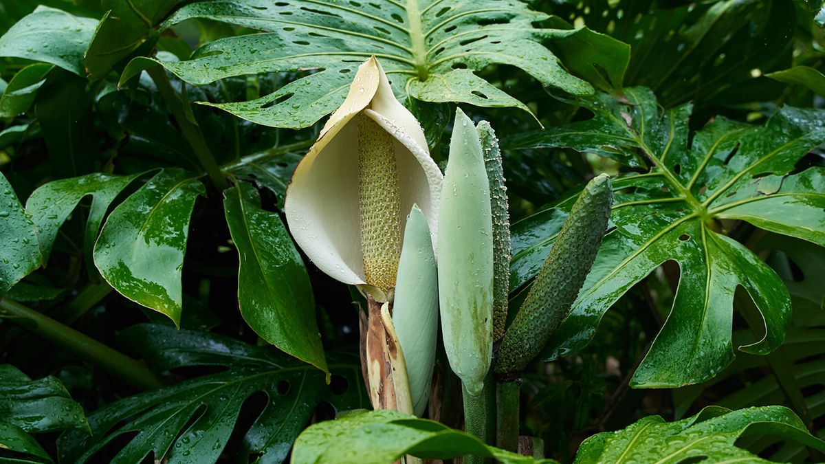 flor de la monstera deliciosa