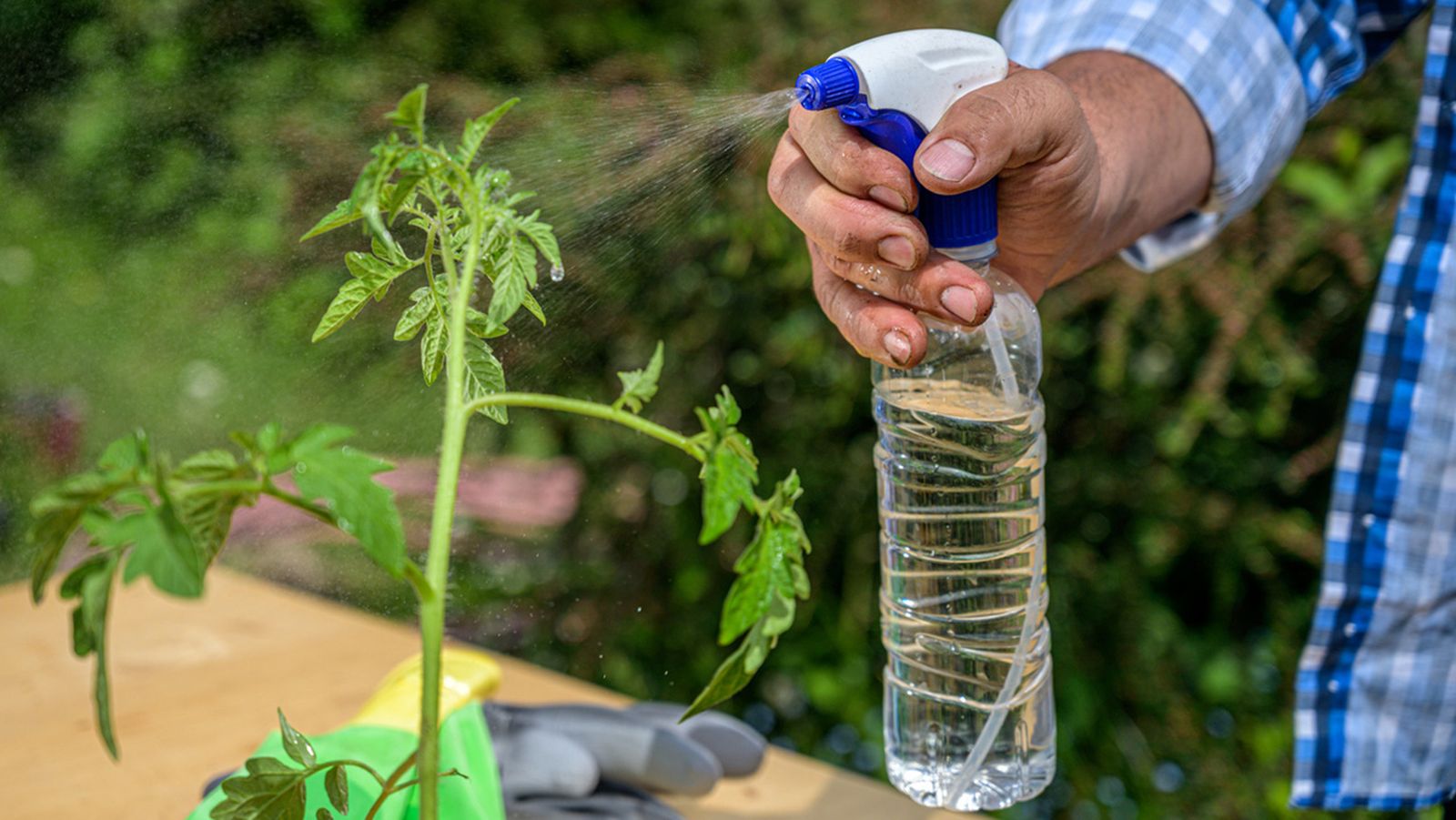 botella de plastico convertida en regadera conpulverizador botella de plastico convertida en regadera conpulverizador