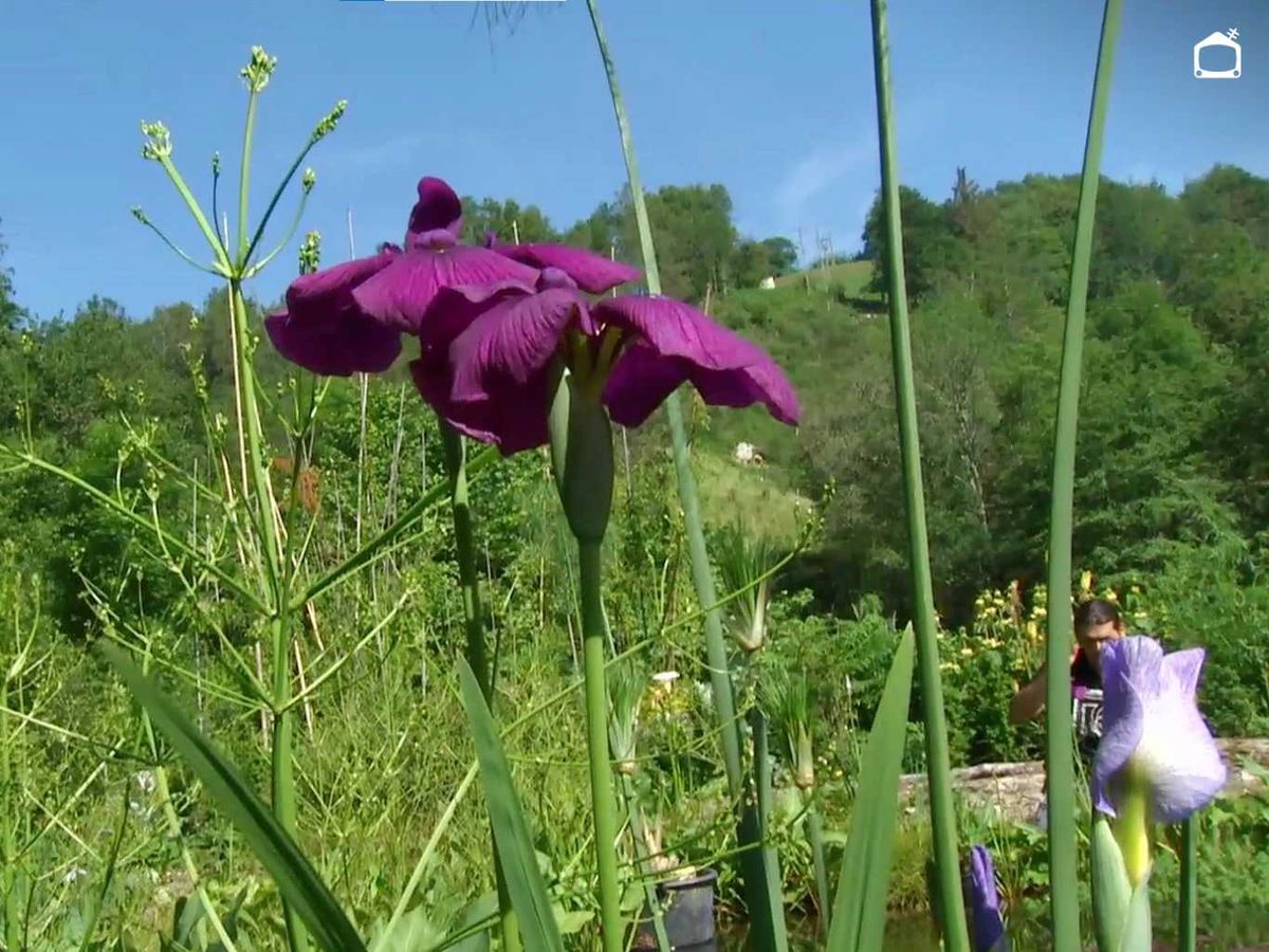 Porte del lirio japonés.